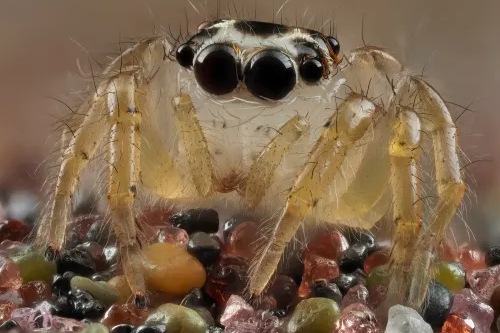 Spiders & Webs Collection