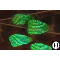 2025-06-09_16-41-09_cs1-3-sharpenai-focus-gigapixel-standard-scale-2_00x_918470114