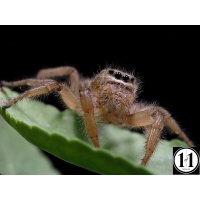 brown_jumper-sharpen-softness