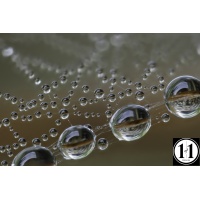 dew_drops_59-2-denoise