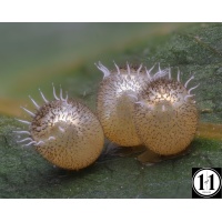 eggs-denoise