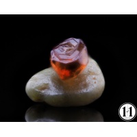 g3_rose_02152023-2-sharpenai-focus