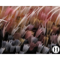 luna_high_res-denoise-sharpen-sharpen