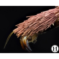 luna_moth_foot-denoise