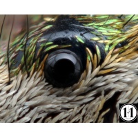 paraphidippus_aurantius_hr-2_459668021