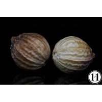 peppercorn_5-2