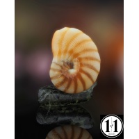 shell_2_01292025-2-sharpenai-focus