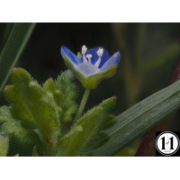 speedwell_2