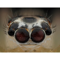 spider1_1495365151