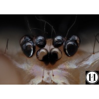 spider_eyes_crazy_1_of_1_1379775463