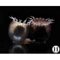 stinkbug_eggs_1_of_1