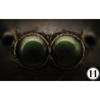 two_eyes_1608152761