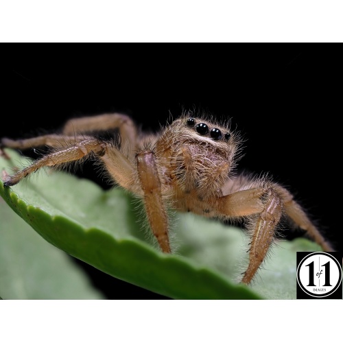 brown_jumper-sharpen-softness
