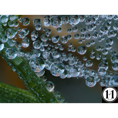 dew_2_06222021_1_of_1