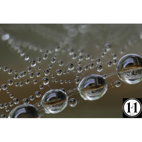 dew_drops_59-2-denoise