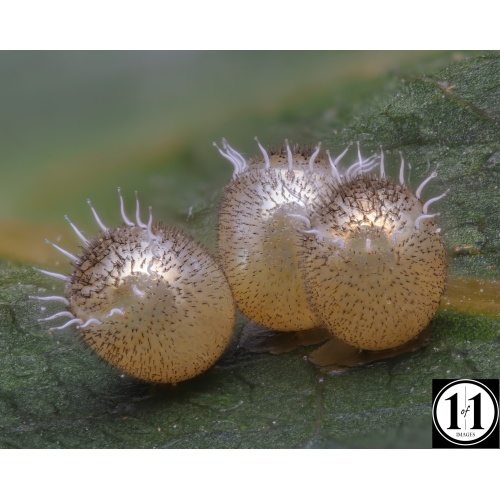 eggs-denoise