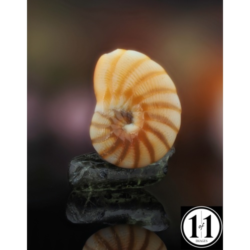 shell_2_01292025-2-sharpenai-focus