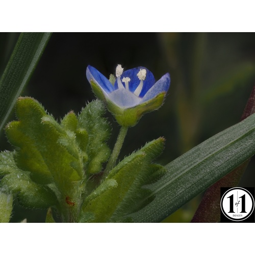 speedwell_2