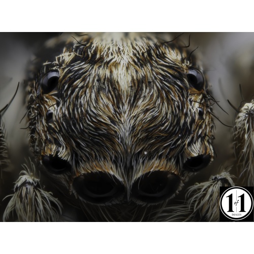 spider_top-denoise2